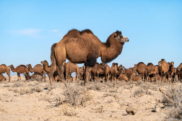 Classification of Camelus Dromedarius (Arabian Camel)