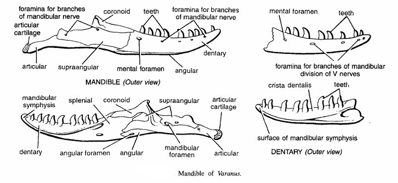 LOWER JAWS OR MANDIBLES IN VERTEBRATE