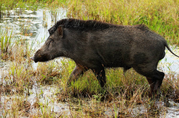 Classification of Sus Scrofa (Wild Boar)