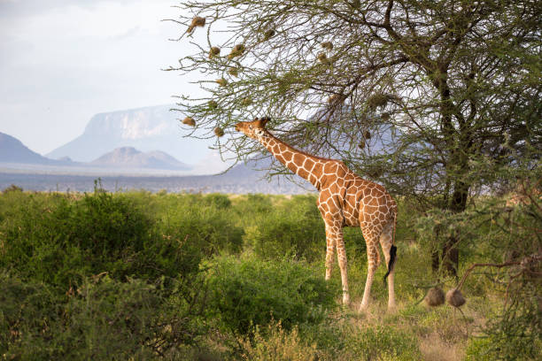 Classification of Giraffa camelopardalis (Giraffe)