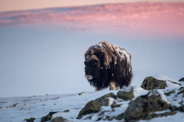 OVIBOS MOSCHATUS (MUSK OX)