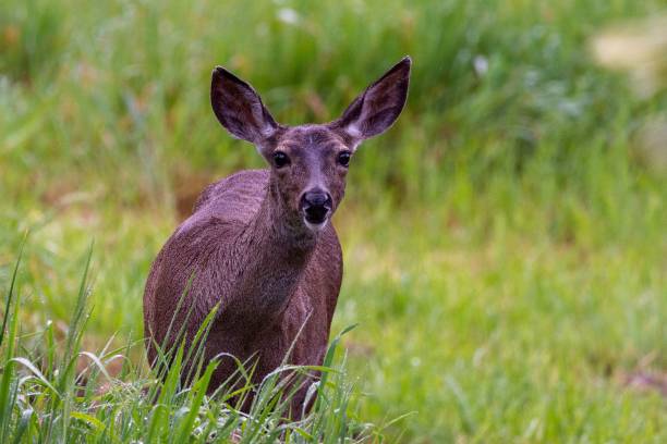 MOSCHUS MOSCHIFERUS (MUSK DEER)