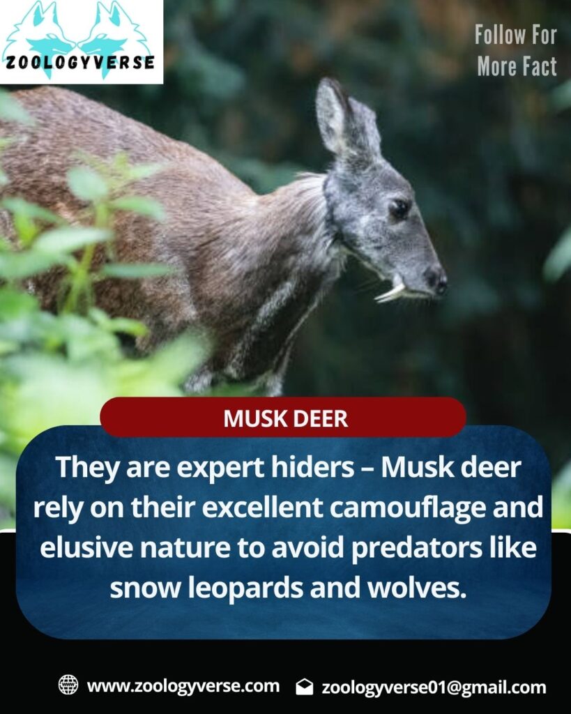 MOSCHUS MOSCHIFERUS (MUSK DEER)