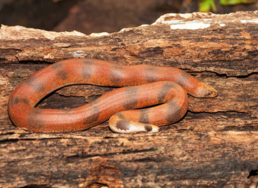 ERYX (SAND BOA)