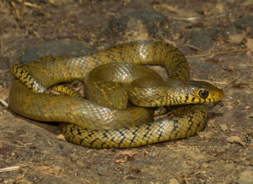 PTYAS (RAT SNAKE)