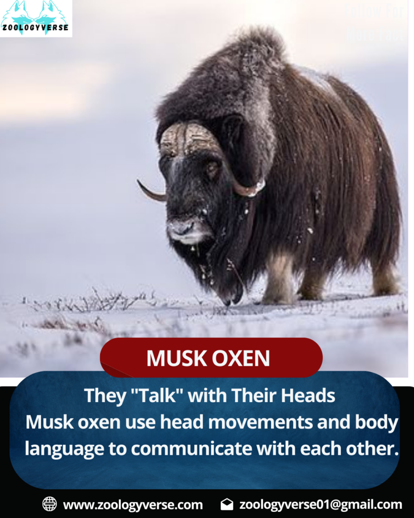 OVIBOS MOSCHATUS (MUSK OX)