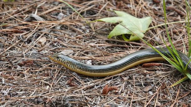 Classification of Ophisaurus (Glass Lizard)