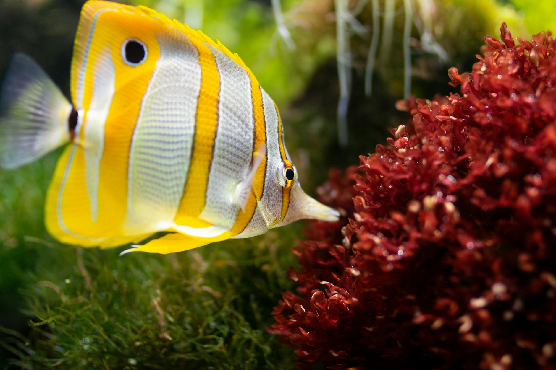 yellow and white fish near corals