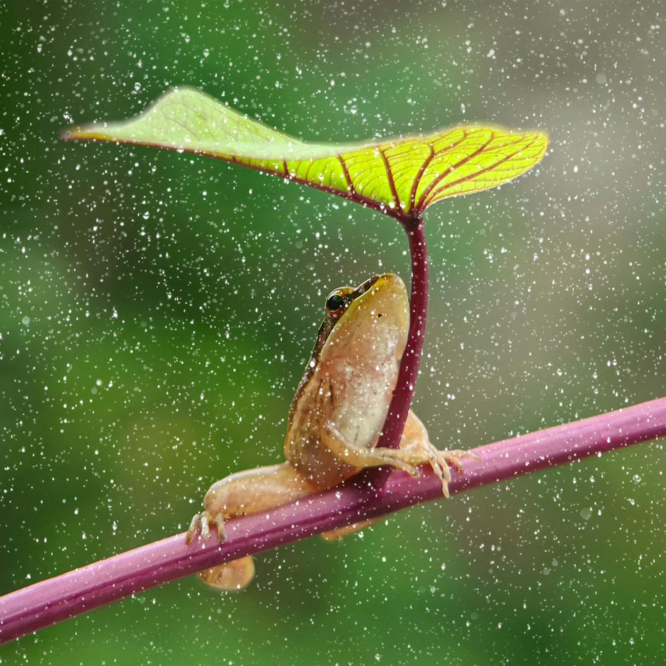 frog hiding from rain under a leaf