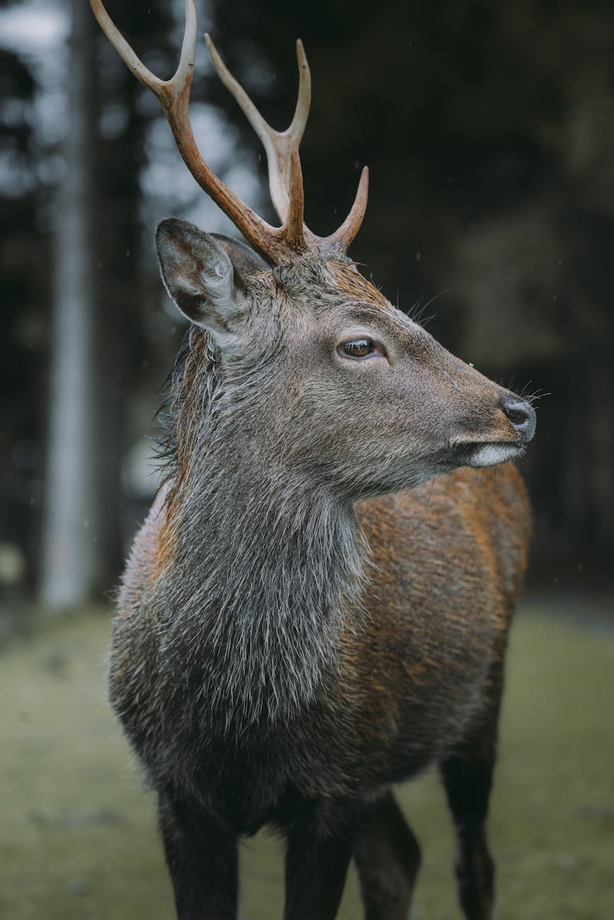 close up shot of a deer