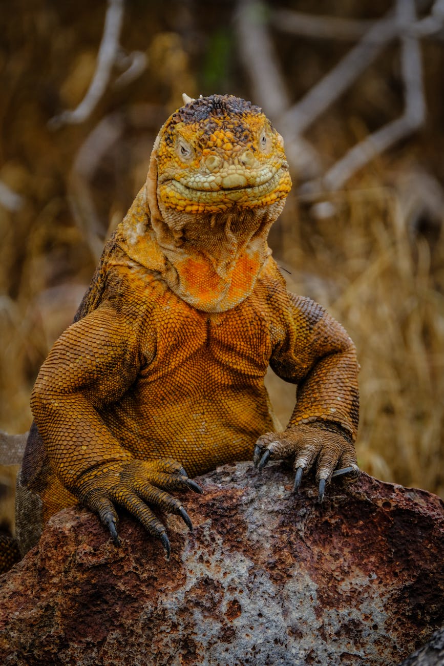 yellow iguana