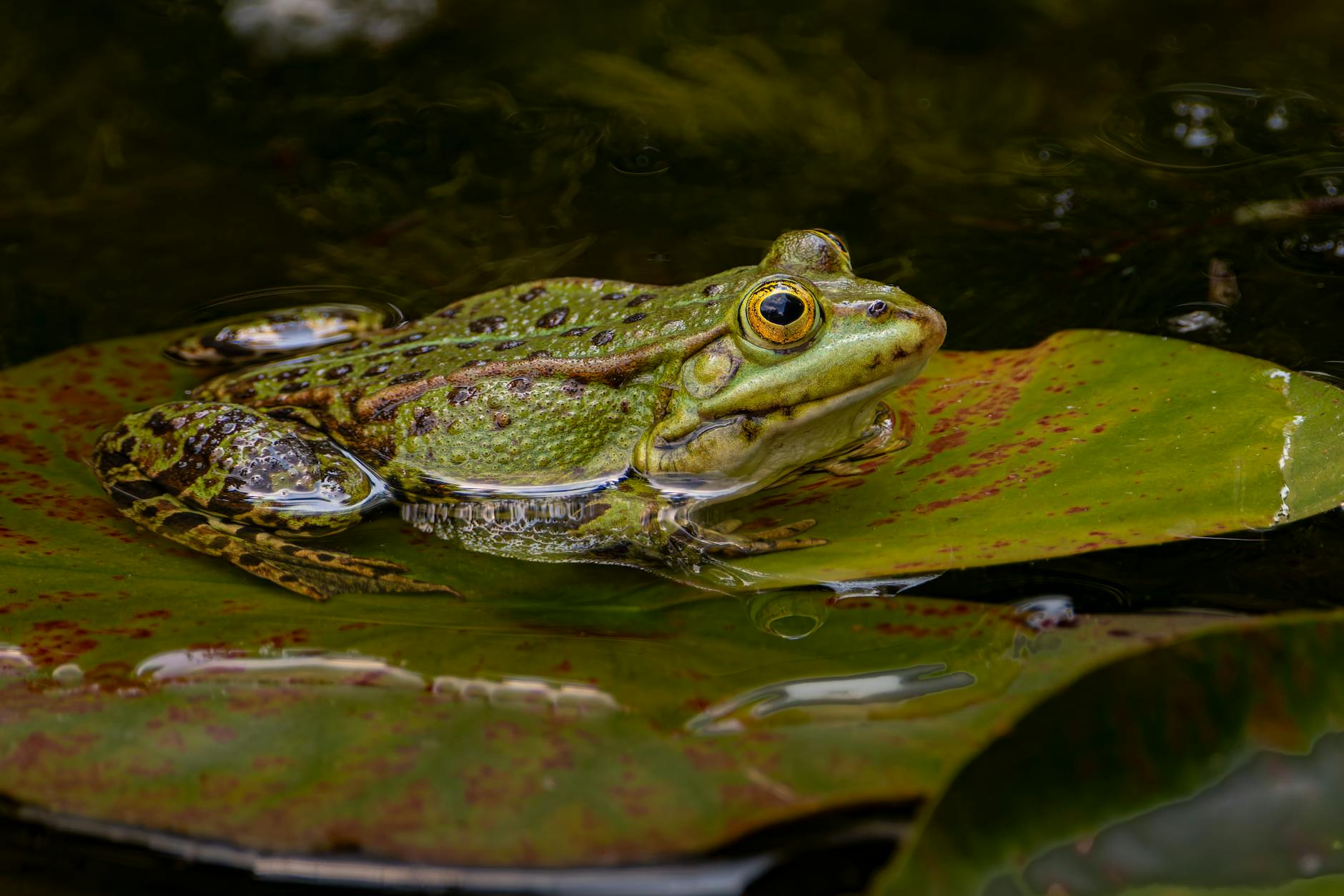 close up of green frog in natural habitat