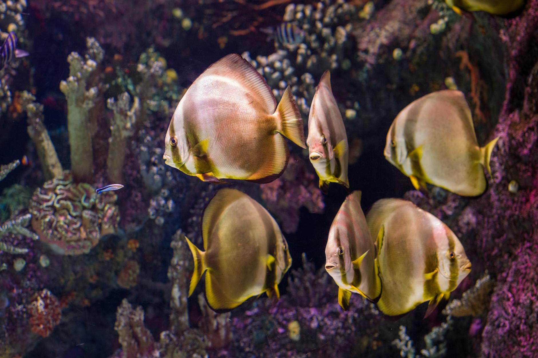 close up photo of tropical fish underwater