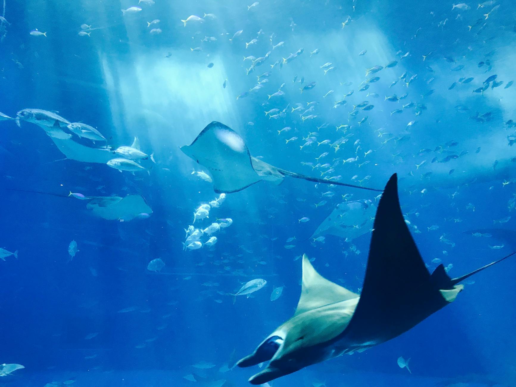 stingray in blue water