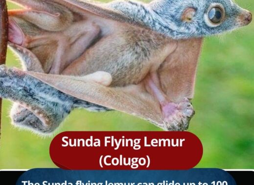 Sunda Flying Lemur: Gliding Mammal of Southeast Asia