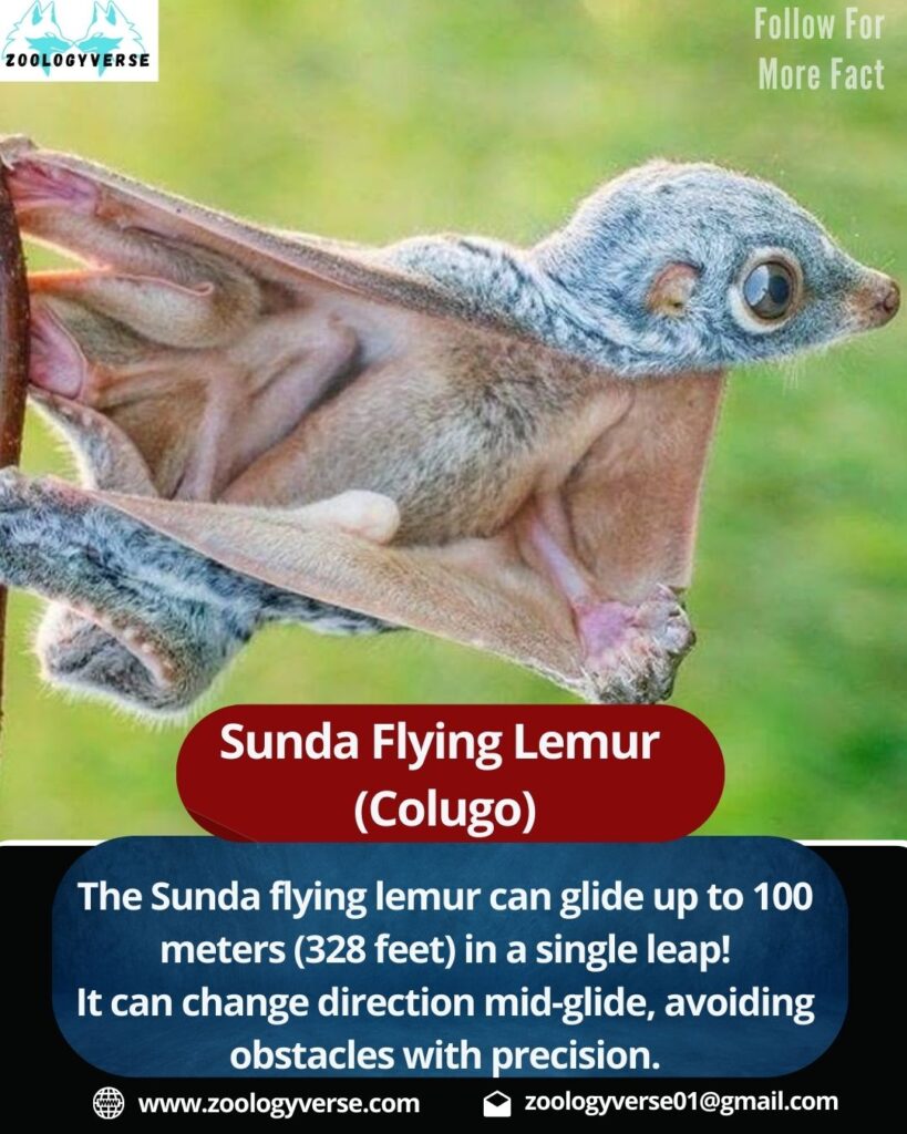 Introduction: What is the Sunda Flying Lemur?