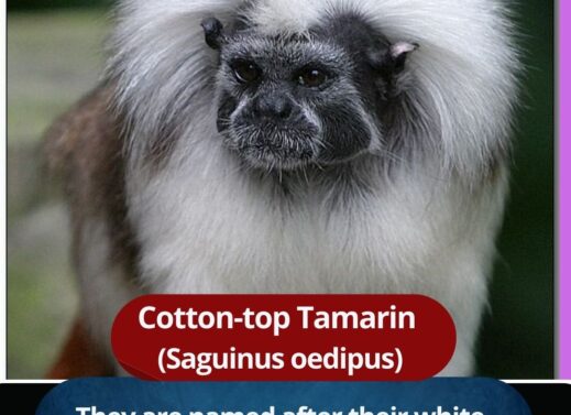 Cotton-top Tamarin: A Fascinating and Endangered Primate