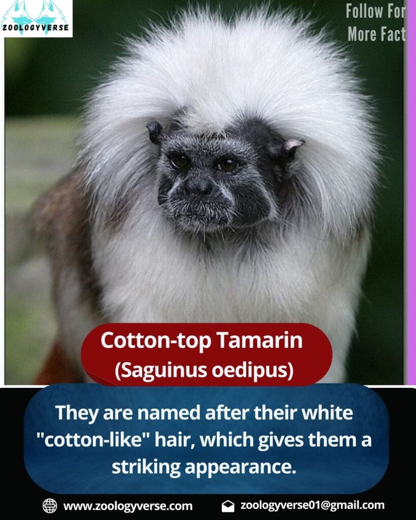 Cotton-top Tamarin: A Fascinating and Endangered Primate