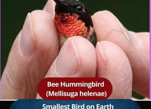 Bee Hummingbird : The World’s Smallest Bird