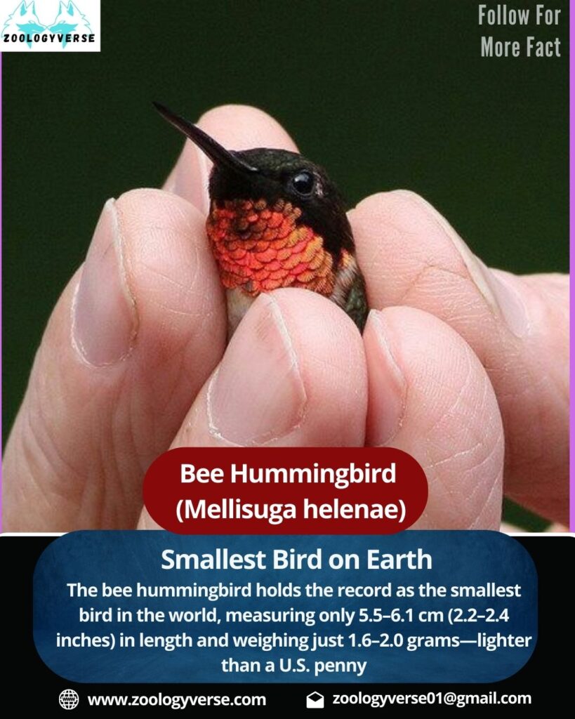 Bee Hummingbird : The World’s Smallest Bird