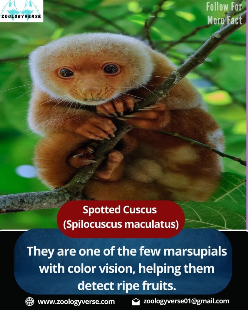 Spotted Cuscus (Spilocuscus maculatus): The ghost of the rainforest