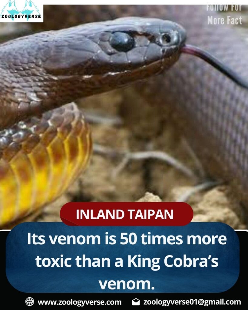 Top 10 Most Venomous Snakes in the World