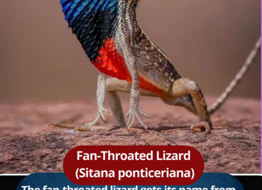 Fan-Throated Lizard (Sitana ponticeriana)