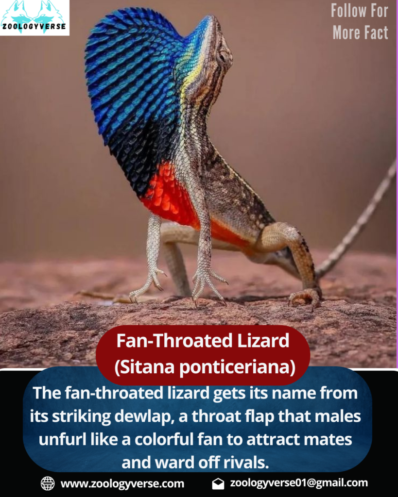 Fan-Throated Lizard (Sitana ponticeriana)