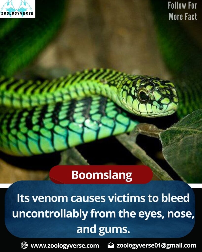 Top 10 Most Venomous Snakes in the World