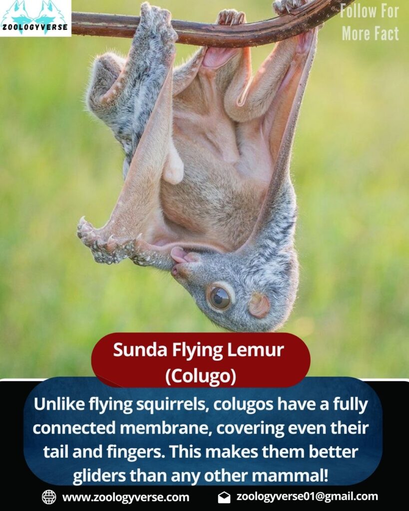 Introduction: What is the Sunda Flying Lemur?