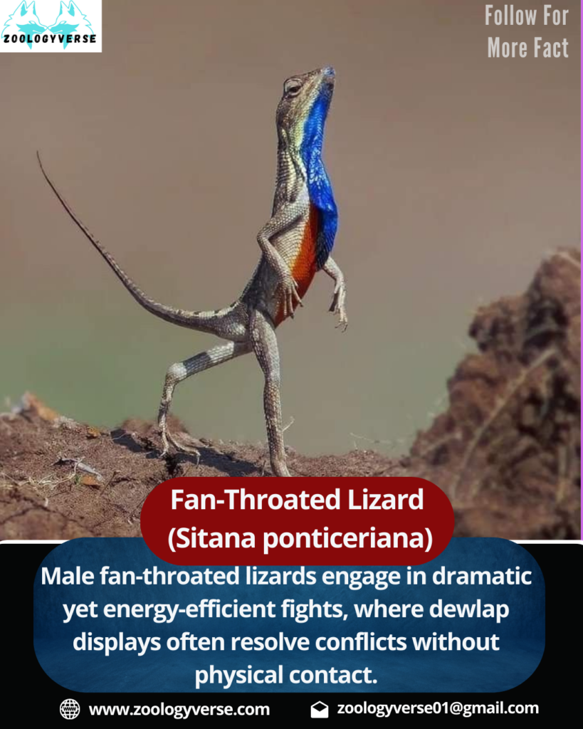 Fan-Throated Lizard (Sitana ponticeriana)