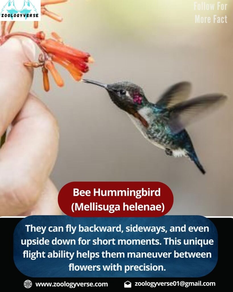 Bee Hummingbird : The World’s Smallest Bird