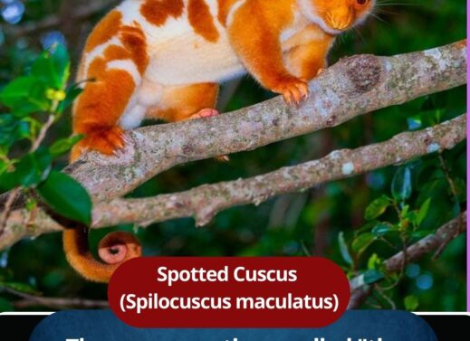 Spotted Cuscus (Spilocuscus maculatus): The ghost of the rainforest