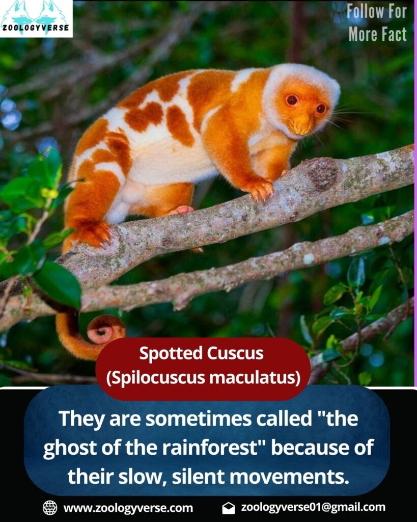 Spotted Cuscus (Spilocuscus maculatus): The ghost of the rainforest