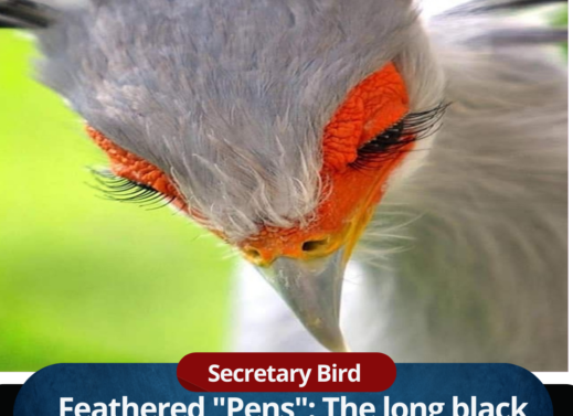 Secretary Bird: The Snake-Hunting Raptor of the African Savannas