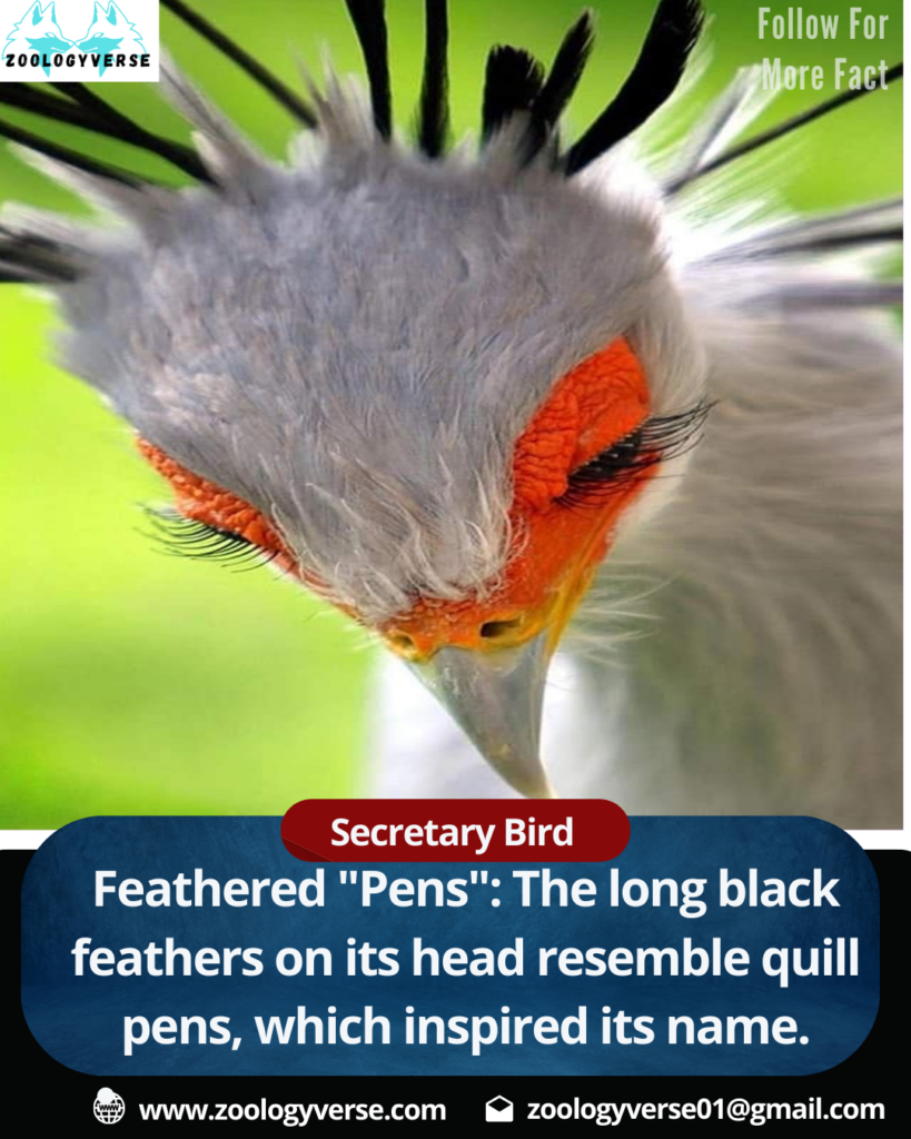 Secretary Bird (Sagittarius serpentarius)