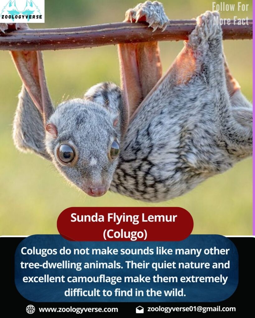 Introduction: What is the Sunda Flying Lemur?