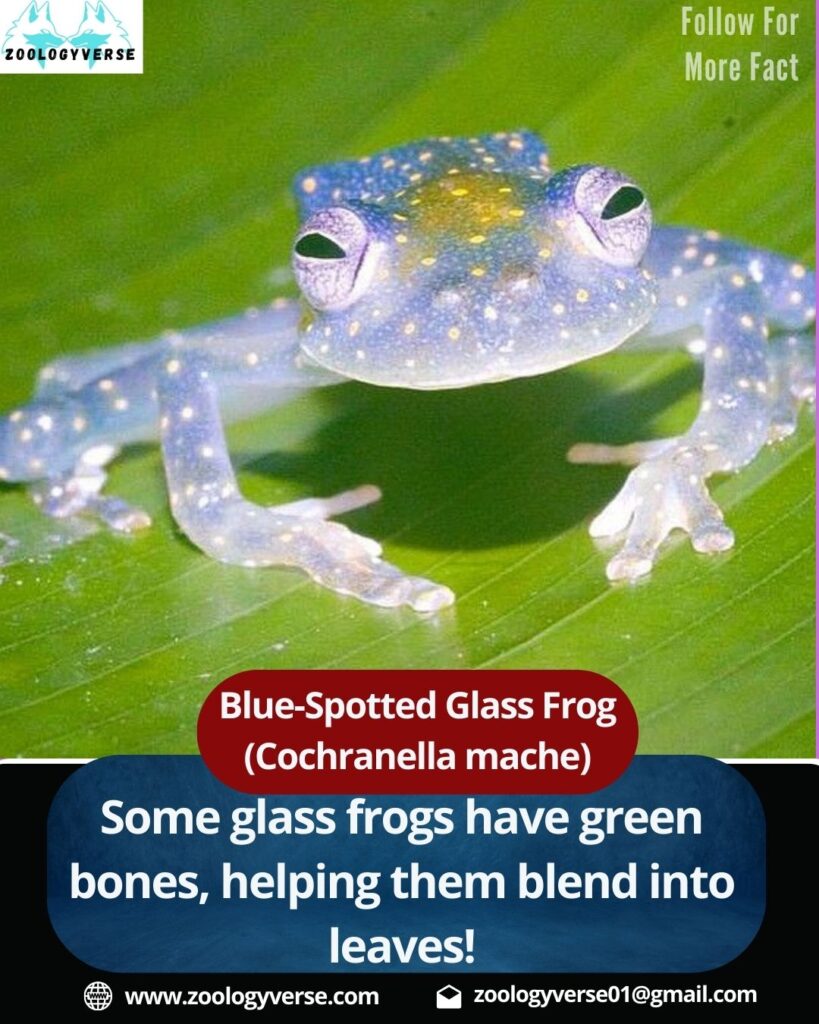 Blue-Spotted Glass Frog (Cochranella mache)