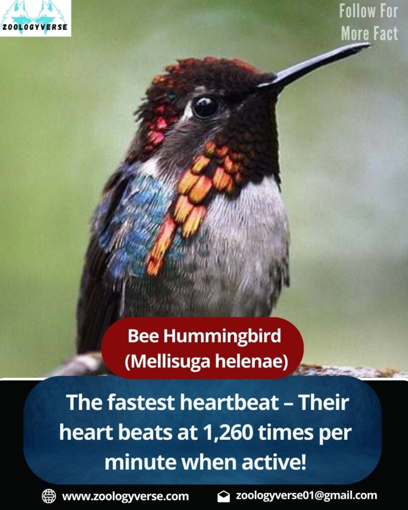 Bee Hummingbird : The World’s Smallest Bird