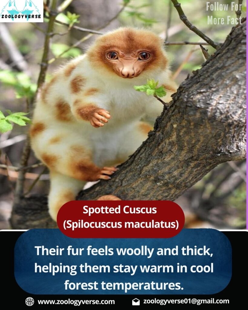 Spotted Cuscus (Spilocuscus maculatus): The ghost of the rainforest