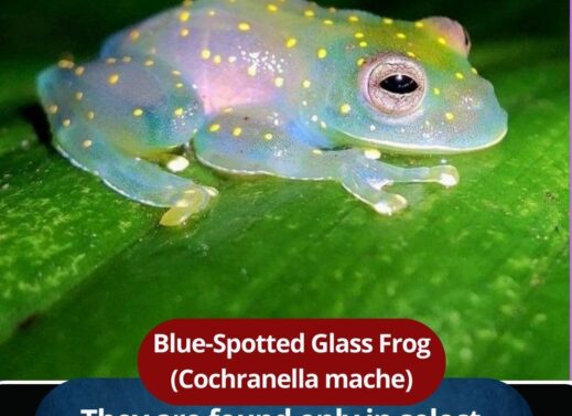 Blue-Spotted Glass Frog (Cochranella mache)