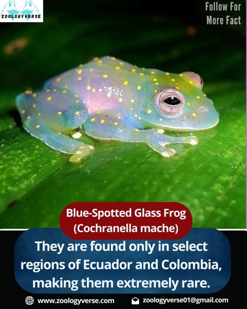 Blue-Spotted Glass Frog (Cochranella mache)