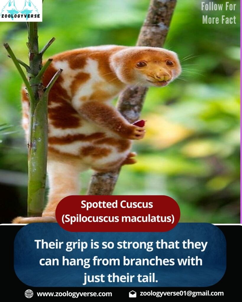 Spotted Cuscus (Spilocuscus maculatus): The ghost of the rainforest