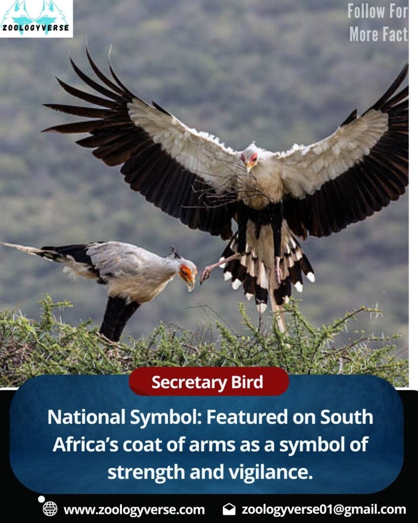 Secretary Bird (Sagittarius serpentarius)