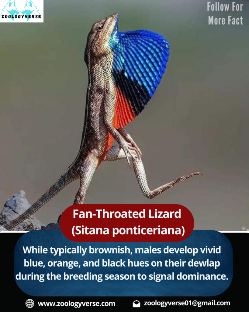 Fan-Throated Lizard (Sitana ponticeriana)