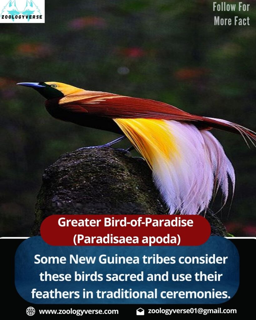 Greater Bird-of-Paradise (Paradisaea apoda) – Facts, Habitat, Behavior & Conservation