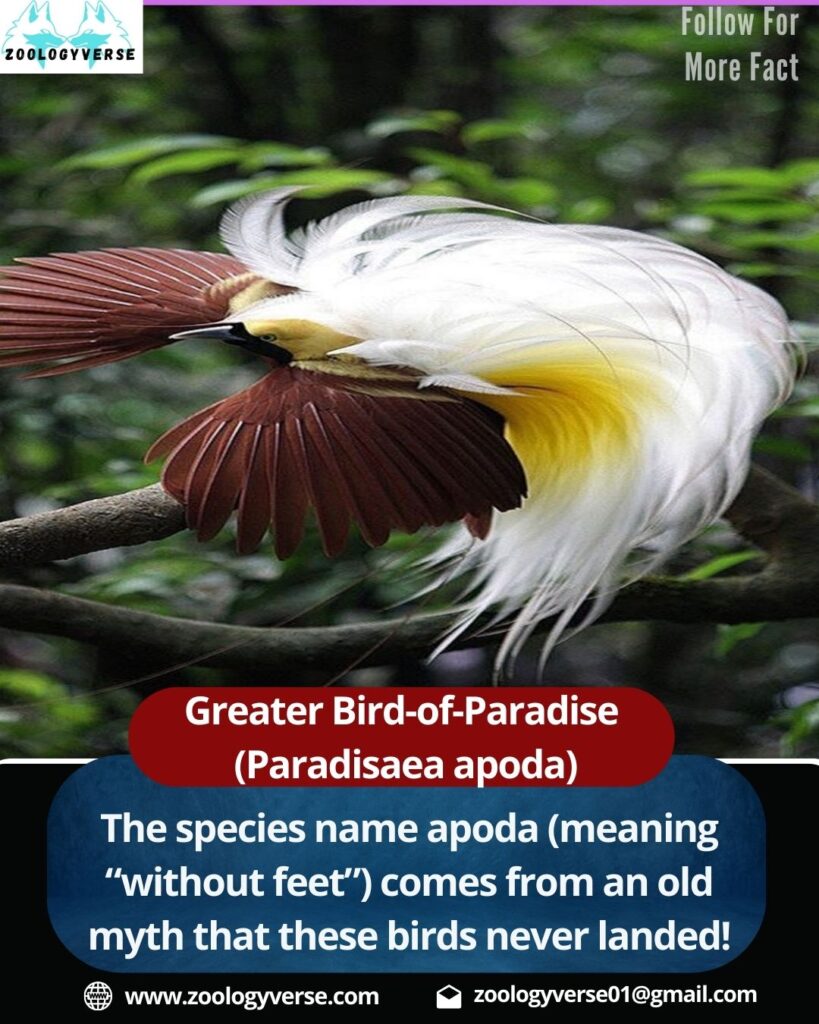 Greater Bird-of-Paradise (Paradisaea apoda) – Facts, Habitat, Behavior & Conservation