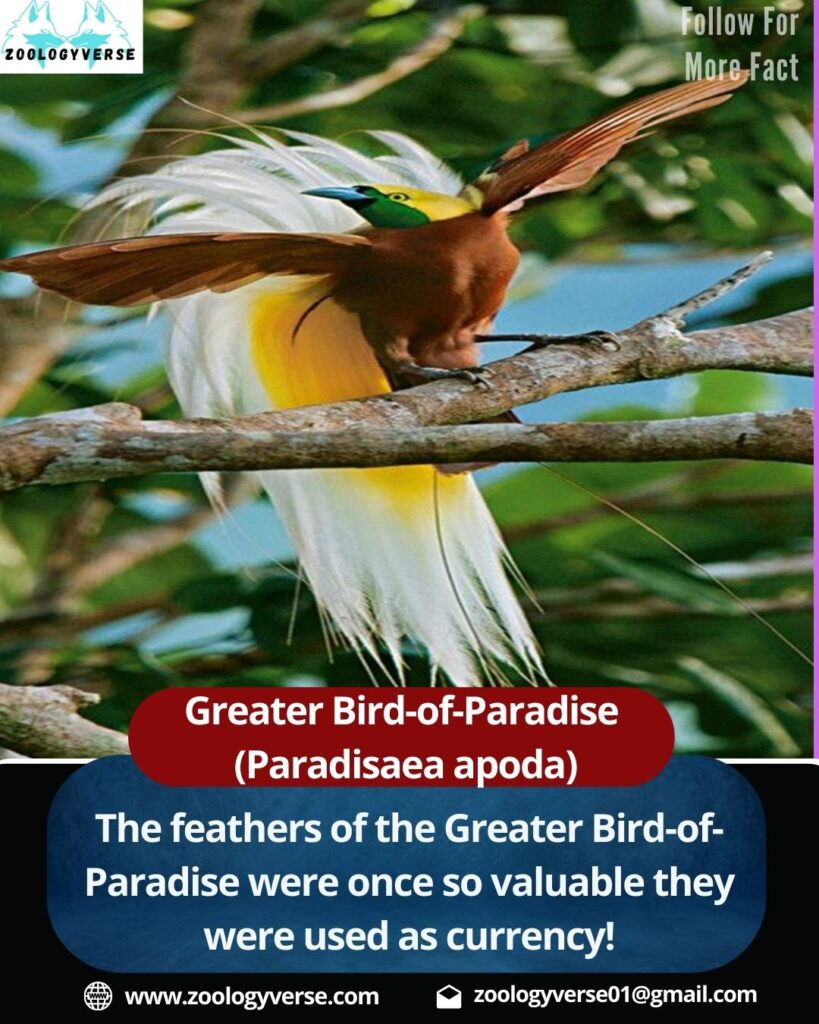 Greater Bird-of-Paradise (Paradisaea apoda) – Facts, Habitat, Behavior & Conservation