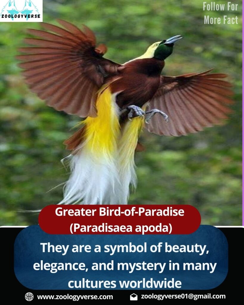 Greater Bird-of-Paradise (Paradisaea apoda) – Facts, Habitat, Behavior & Conservation