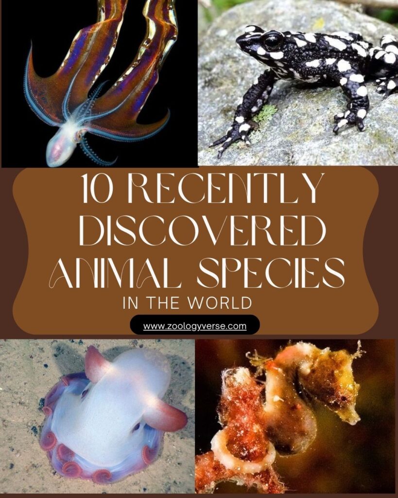 10 Recently Discovered Animal Species That Will Blow Your Mind